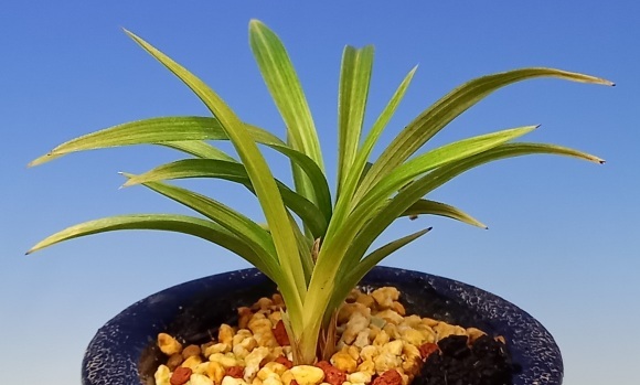 韓国春蘭 (仮)雪国 : 蘭万園日記