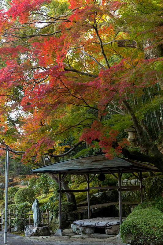 2020紅葉きらめく京都　栄摂院の紅_f0155048_00095823.jpg