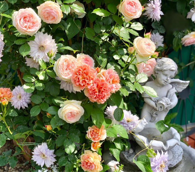 バラの用土替え カフェラテ と カフェ 薪割りマコのバラの庭