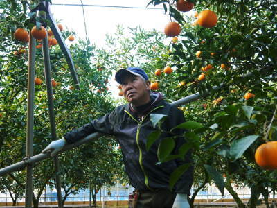 究極の柑橘「せとか」　令和３年の出荷は2月中旬からの予定です！収穫１ヶ月前の様子を現地取材！_a0254656_17241410.jpg
