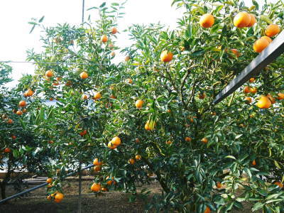 究極の柑橘「せとか」　令和３年の出荷は2月中旬からの予定です！収穫１ヶ月前の様子を現地取材！_a0254656_17485499.jpg