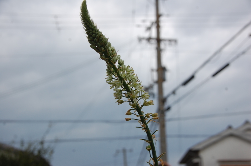 起きた時は　雨だった_c0108460_11515360.jpg