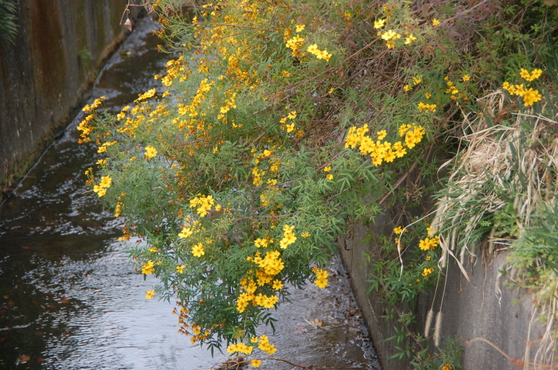 起きた時は　雨だった_c0108460_11525686.jpg