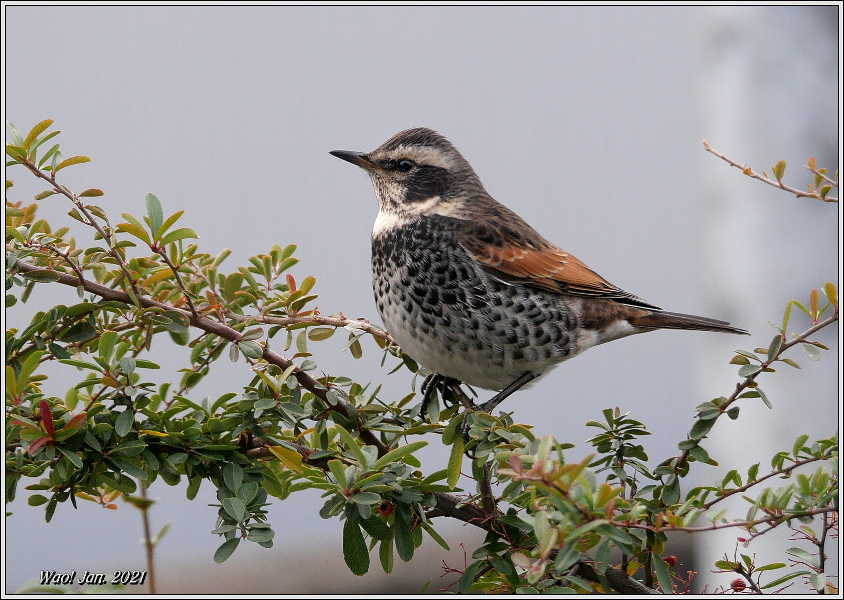 ピラカンサ大好きツグミ 野鳥の素顔 野鳥と日々の出来事