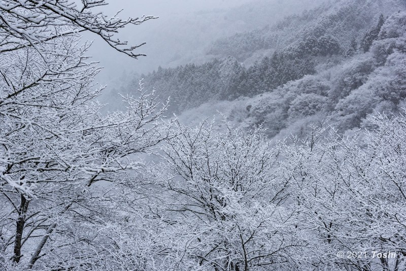 雪が降った朝　1_c0350572_13183114.jpg