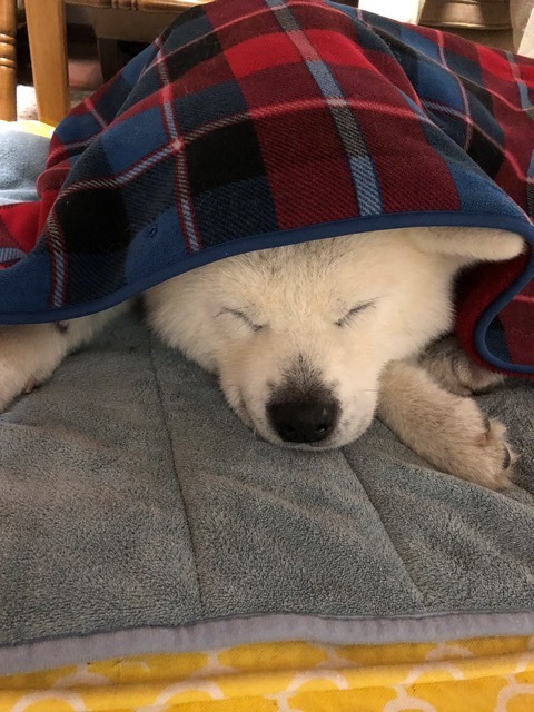 寒がり秋田犬 秋田犬 大和と飛鳥丸 の日々