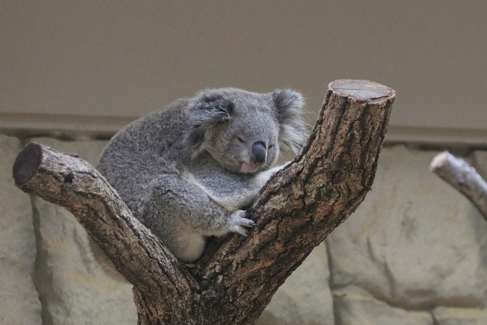 インディコ頑張れ メジロさんの動物写真日記 インディコ頑張れ メジロさんの動物写真日記