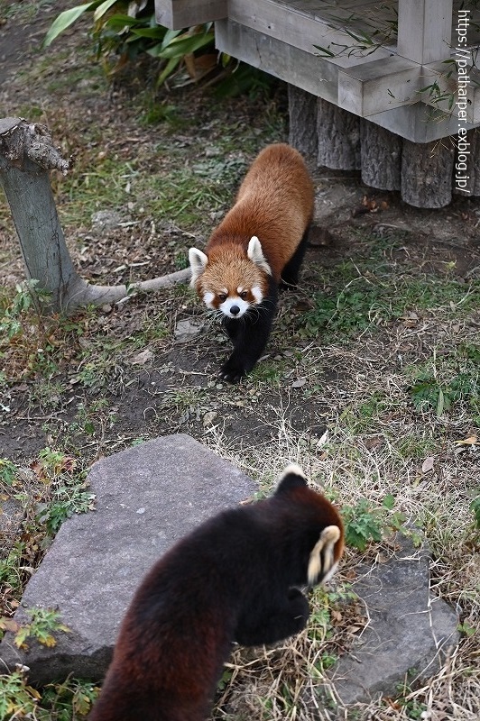 ２０２１年１月　王子動物園　その４_a0052986_08473514.jpg