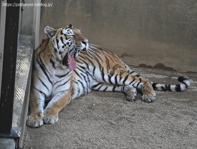 ２０２１年１月　王子動物園　その４_a0052986_08502053.jpg