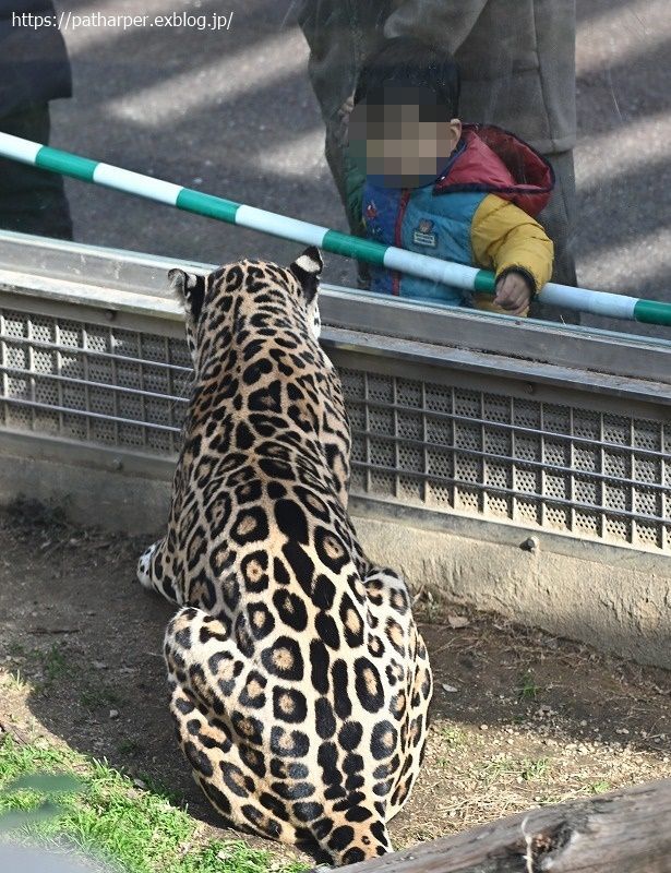 ２０２１年１月　王子動物園　その４_a0052986_08514632.jpg