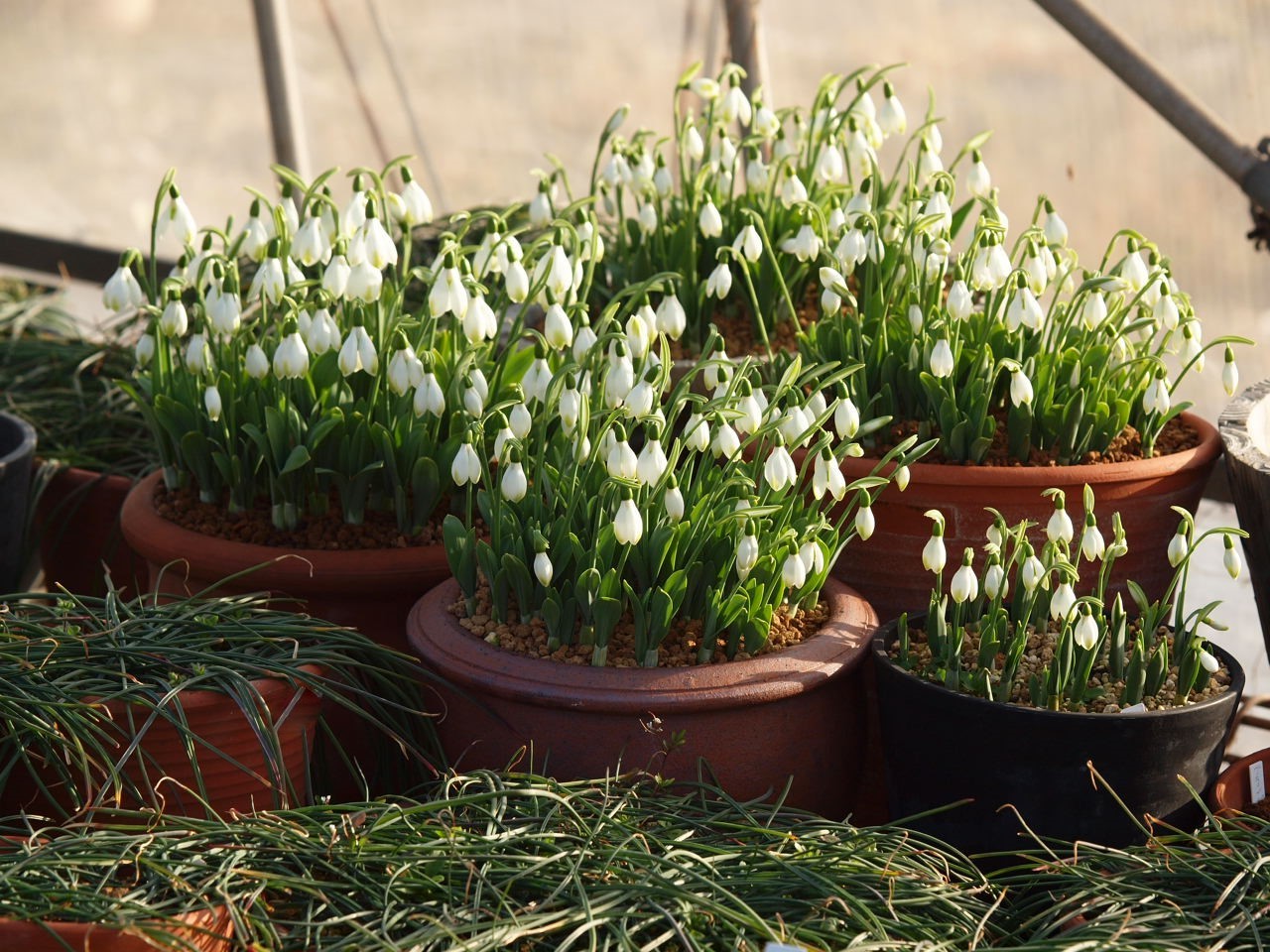 スノードロップ満開 : Flowers.