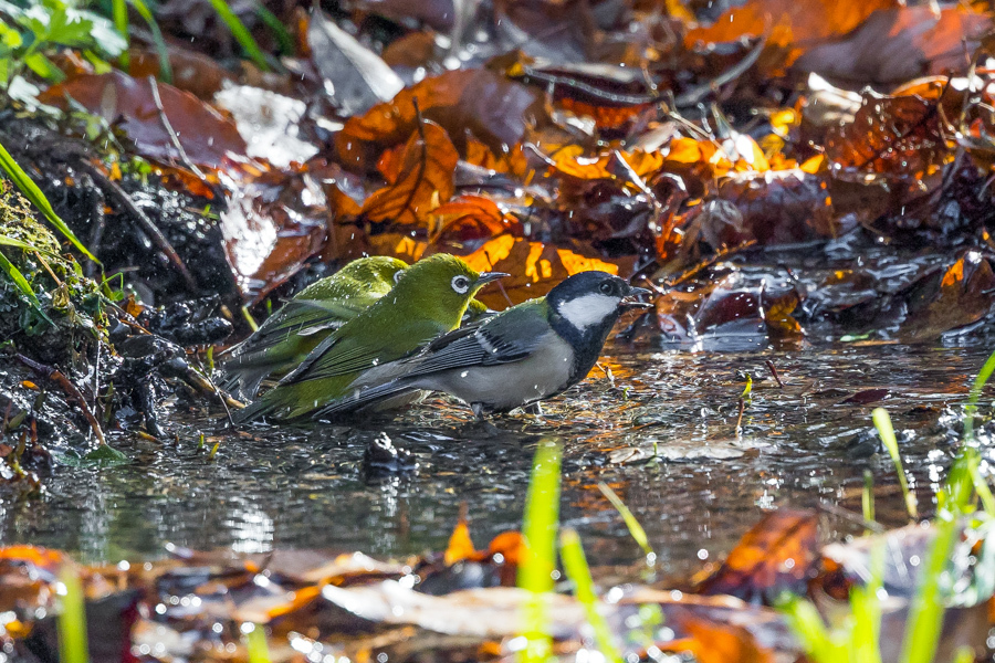 水場で小鳥の水浴び_d0377637_15453443.jpg