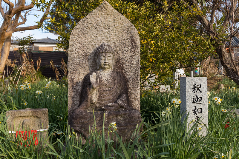 水仙咲く境内（般若寺）_f0155048_23544802.jpg