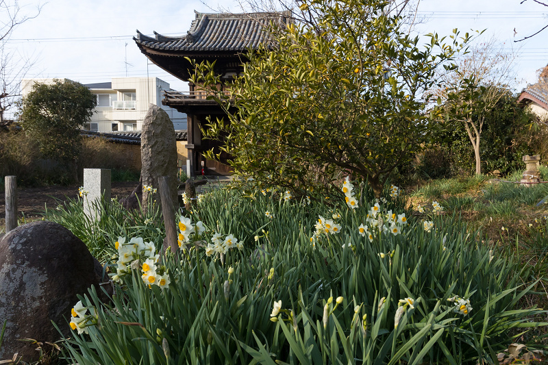 水仙咲く境内（般若寺）_f0155048_23545409.jpg