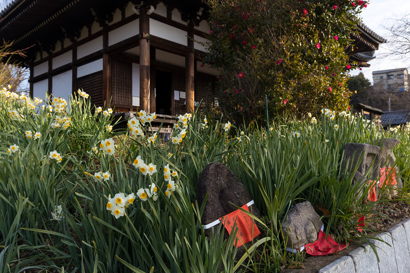 水仙咲く境内（般若寺）_f0155048_23545895.jpg