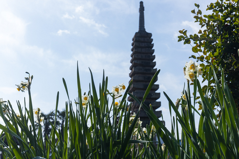 水仙咲く境内（般若寺）_f0155048_23583560.jpg