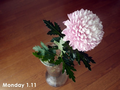 ハナノヒ 1月2週目_c0354352_22154473.jpg