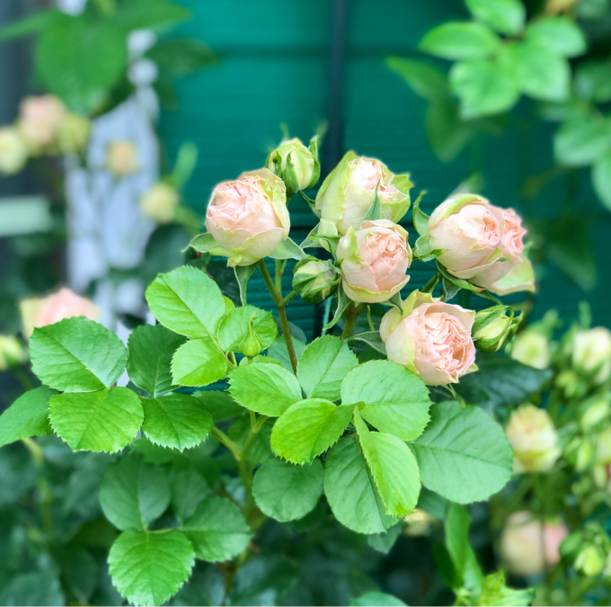 バラの用土替え ロマンティックレース と大型プランターの土替え とレストラン増設 薪割りマコのバラの庭 バラの用土替え ロマンティックレース と大型プランターの土替え とレストラン増設 薪割りマコのバラの庭