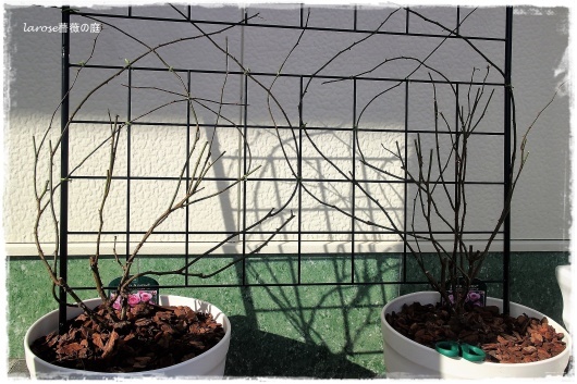 ER ザミルオンザフロス 挿し穂 2本 ER ザミルオンザフロス 挿し穂 2本