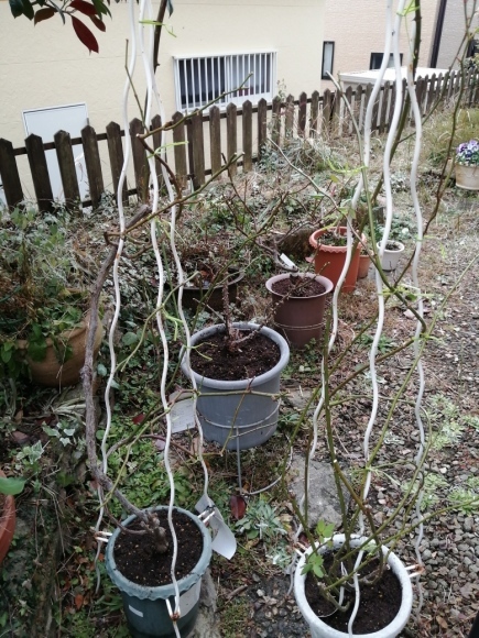 薔薇の剪定誘引 アンジェラ マッカートニーローズ アイズ フォー ユー 他 みいのローズガーデン ラヴィアンローズ