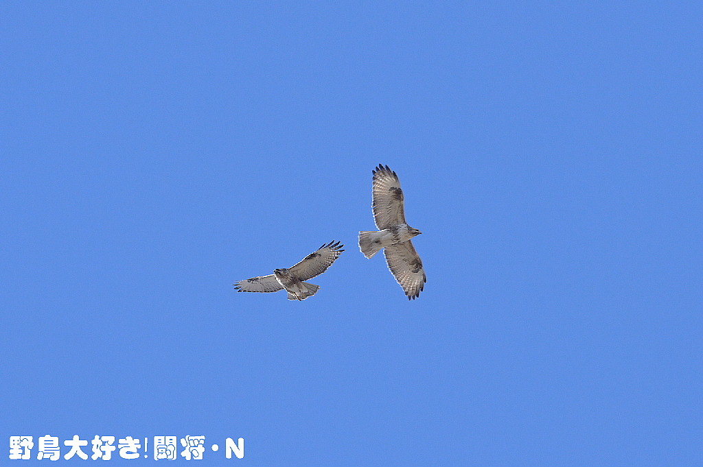 仲良く大空に飛ぶ 野鳥大好き 闘将 n 仲良く大空に飛ぶ 野鳥大好き 闘将 n