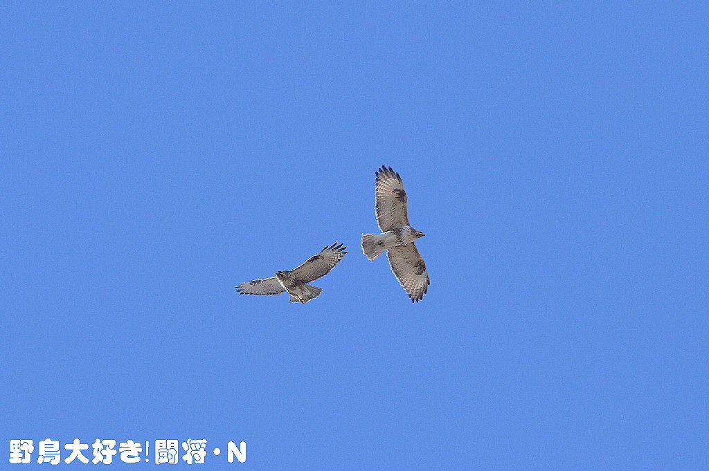 仲良く大空に飛ぶ_f0059882_05341374.jpg