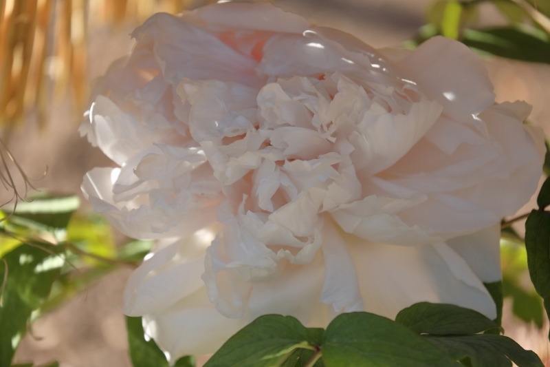 藁ぼっち 陽光ぬくぬく 冬ぼたん 東照宮ぼたん苑 最終回 旅プラスの日記