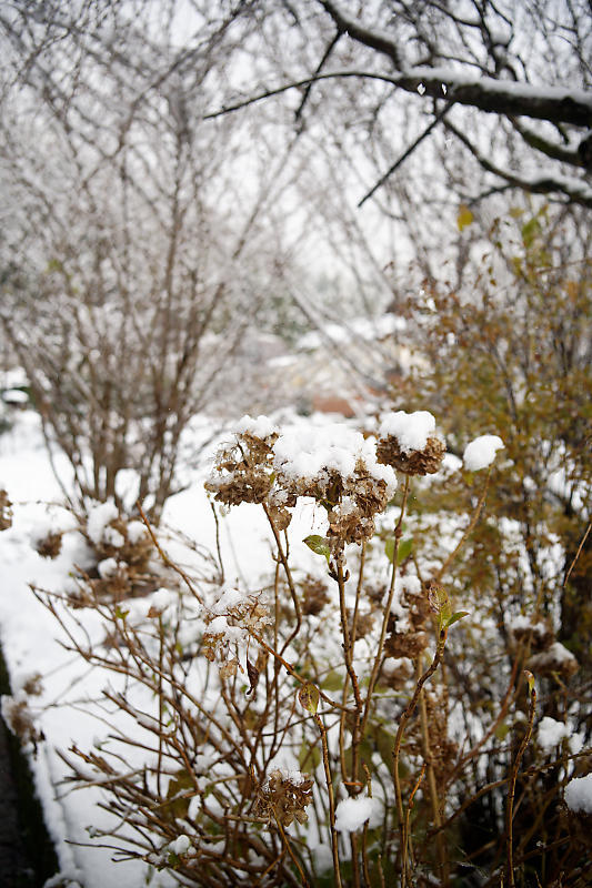 雪景色@美山茅葺きの里 其の二_f0032011_20410755.jpg