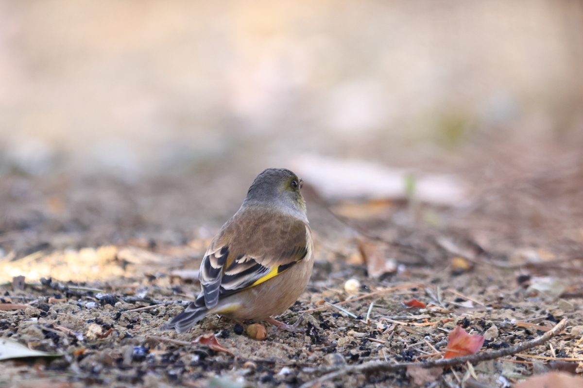 カワラヒワ サカキの実 ?_f0369315_23071514.jpg