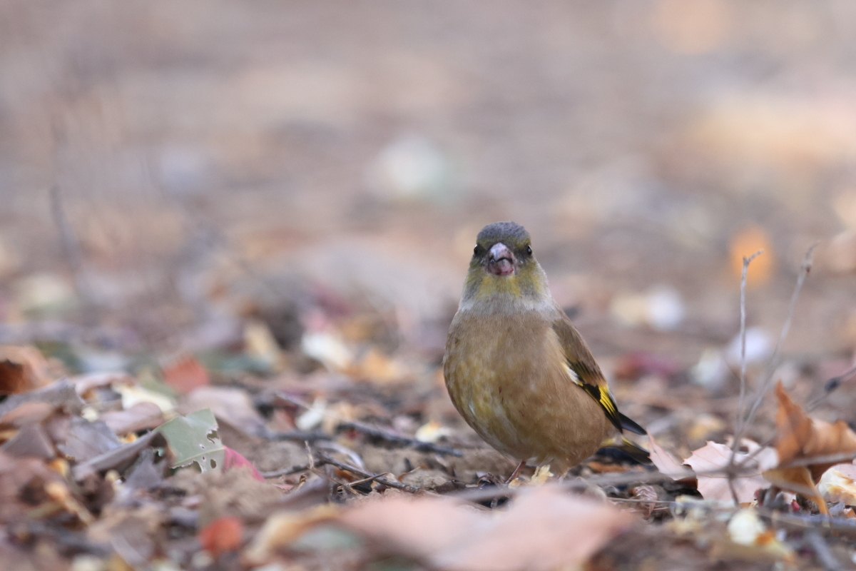 カワラヒワ サカキの実 ?_f0369315_23071616.jpg