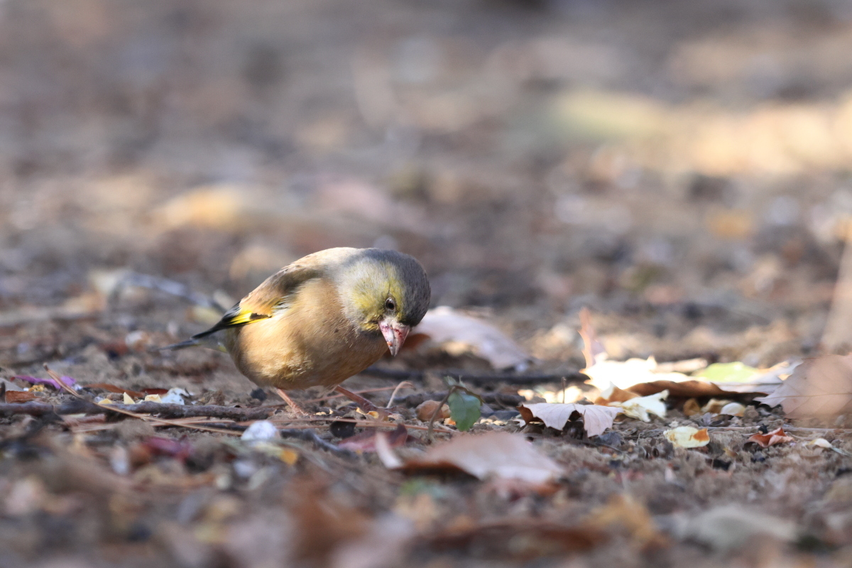 カワラヒワ サカキの実 ?_f0369315_23071691.jpg