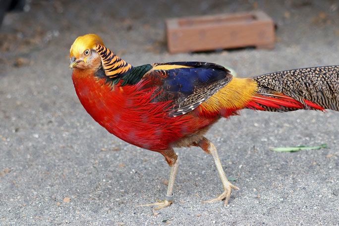 パンダのもり ｏｐｅｎ 美しすぎるキジ キンケイ 上野動物園 続々 動物園ありマス