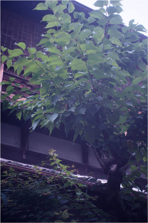 2212 当時はまだ(2020年6月10日バルター25mmF2.3に奈良町チラッと微笑み)みんな安らかだった_b0226423_21104282.jpg