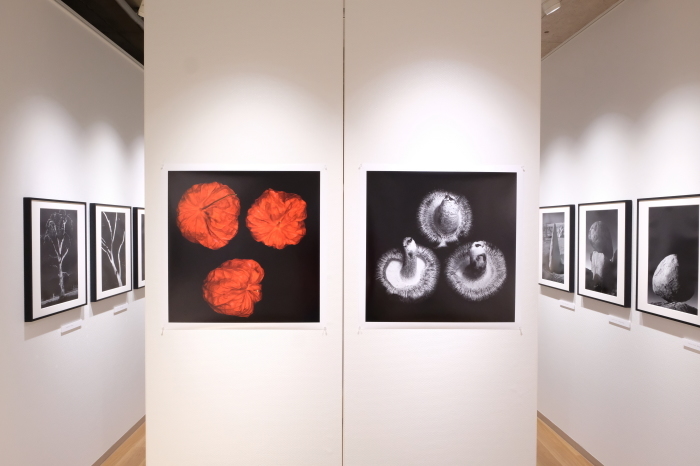 Katachi 写真展 仕掛け_f0050534_20292010.jpg