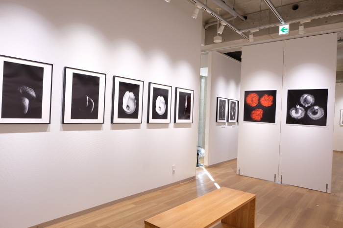 Katachi 写真展 仕掛け_f0050534_20292507.jpg