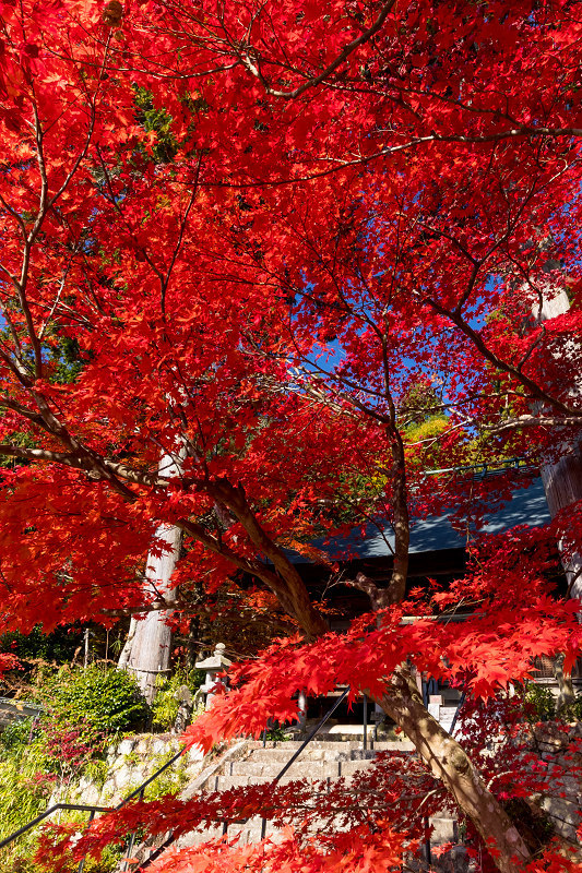 2020紅葉きらめく丹波　彩りの大國寺_f0155048_23004991.jpg