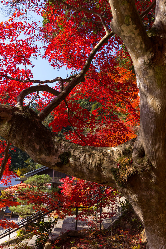 2020紅葉きらめく丹波　彩りの大國寺_f0155048_23005630.jpg