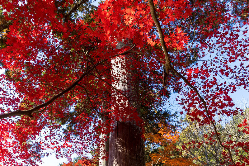 2020紅葉きらめく丹波　彩りの大國寺_f0155048_23010265.jpg