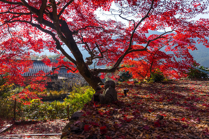2020紅葉きらめく丹波　彩りの大國寺_f0155048_23012084.jpg