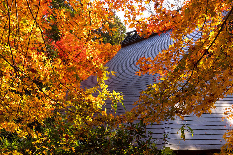 2020紅葉きらめく丹波　彩りの大國寺_f0155048_23015462.jpg