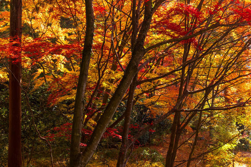 2020紅葉きらめく丹波　彩りの大國寺_f0155048_23020017.jpg