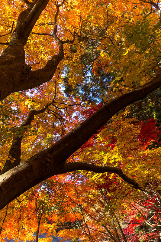 2020紅葉きらめく丹波　彩りの大國寺_f0155048_23021507.jpg