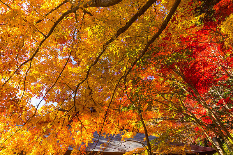 2020紅葉きらめく丹波　彩りの大國寺_f0155048_23022665.jpg