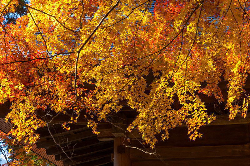 2020紅葉きらめく丹波　彩りの大國寺_f0155048_23023176.jpg