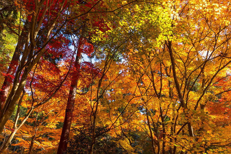 2020紅葉きらめく丹波　彩りの大國寺_f0155048_23024117.jpg