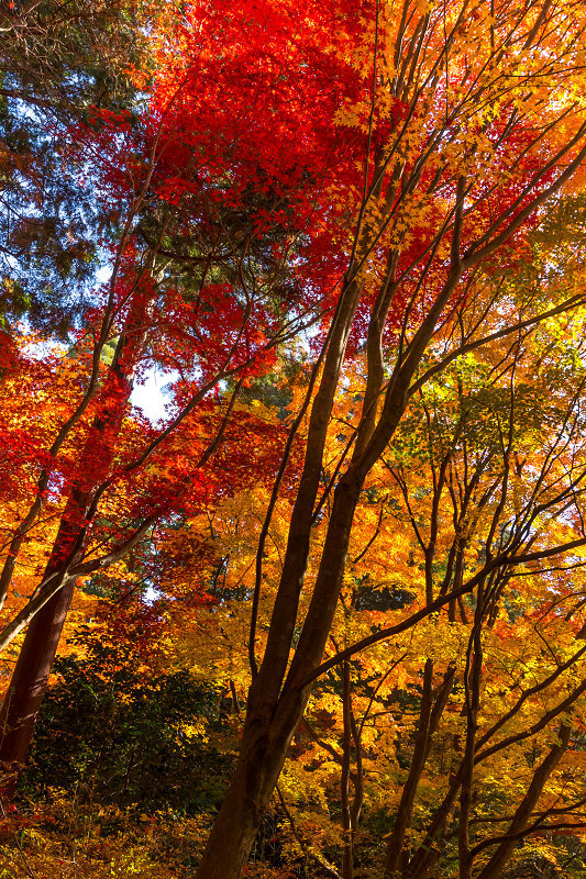 2020紅葉きらめく丹波　彩りの大國寺_f0155048_23024689.jpg