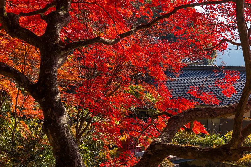 2020紅葉きらめく丹波　彩りの大國寺_f0155048_23025154.jpg