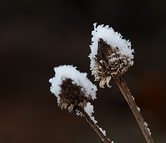 冬型の合間の低気圧と前線の置き土産、小雪で目立つ枯れ木枯れ草_e0005362_07224096.jpg