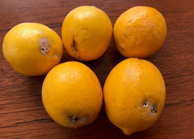 レモン収穫 ラップに包み冷蔵庫で保存1 13 北鎌倉湧水ネットワーク レモン収穫 ラップに包み冷蔵庫で保存1 13 北鎌倉湧水ネットワーク