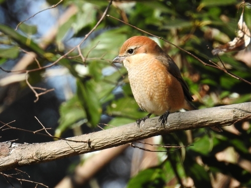 太陽が丘へ一人探鳥会に♪_f0333178_21463408.jpg